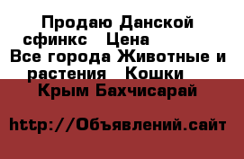  Продаю Данской сфинкс › Цена ­ 2 000 - Все города Животные и растения » Кошки   . Крым,Бахчисарай